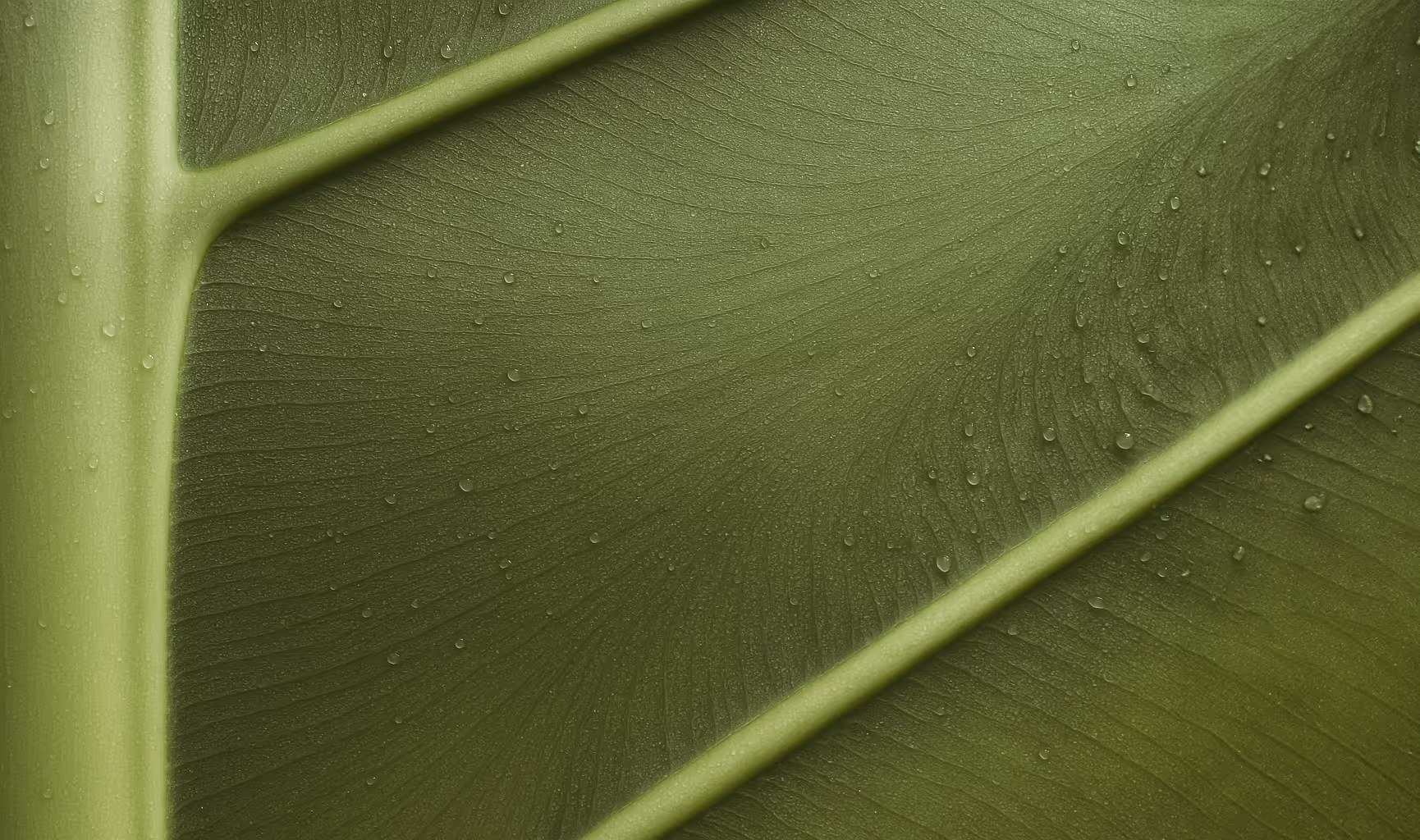 Close-up of a green leaf with visible veins and small water droplets.